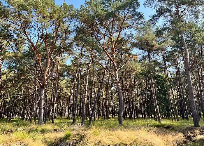 Cozy With Wood Stove And Veranda Putten
